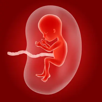 Single Umbilical Artery in Pregnancy and its Significance