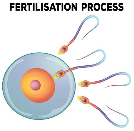Understanding the Process of Fertilisation